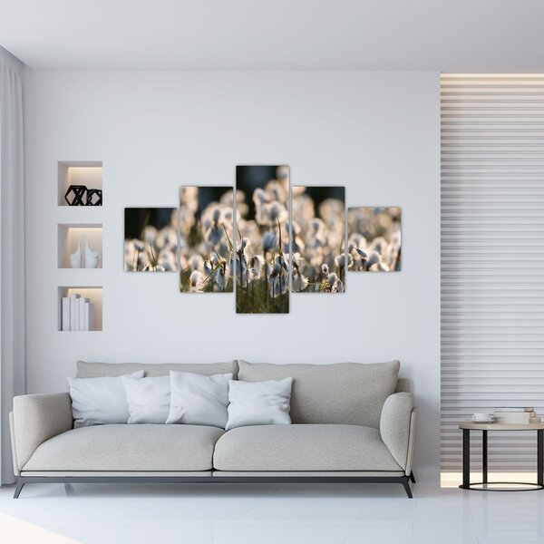 Obraz - Biała wełnianka (125x70 cm)