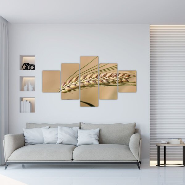 Obraz - Pszenica (125x70 cm)