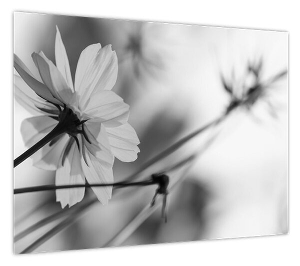 Obraz - Czarno - białe kwiaty (70x50 cm)