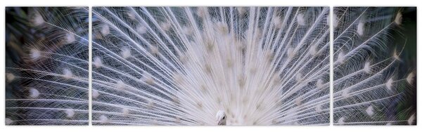 Obraz - Biały paw (170x50 cm)