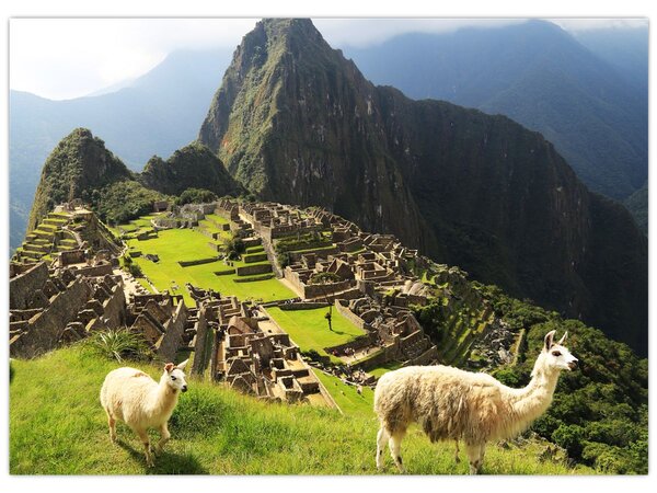 Obraz - Lamy na Machu Picchu (70x50 cm)