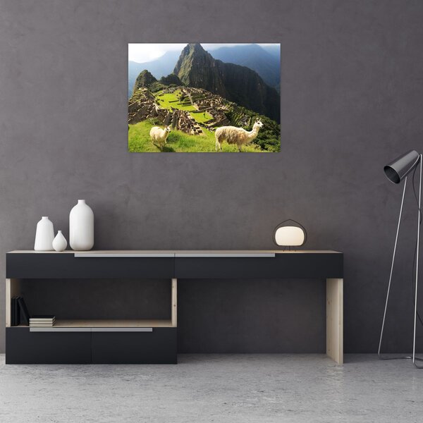 Obraz - Lamy na Machu Picchu (70x50 cm)