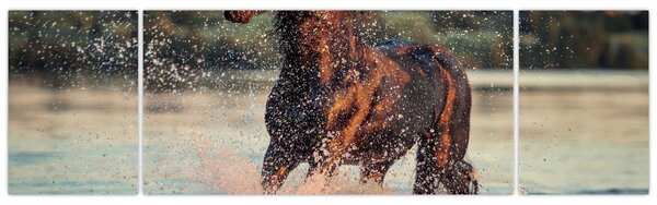 Obraz - Biegnący koń (170x50 cm)