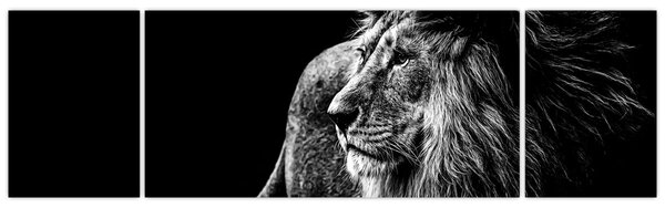 Obraz - Lew (170x50 cm)