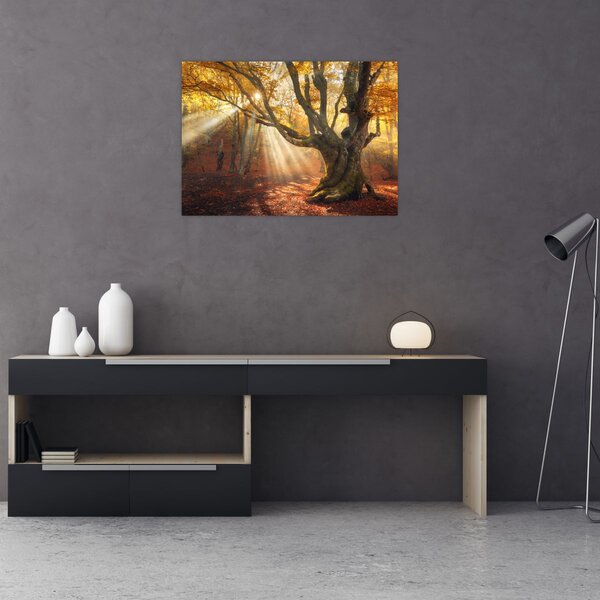 Obraz - Jesienny świt (70x50 cm)