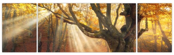 Obraz - Jesienny świt (170x50 cm)