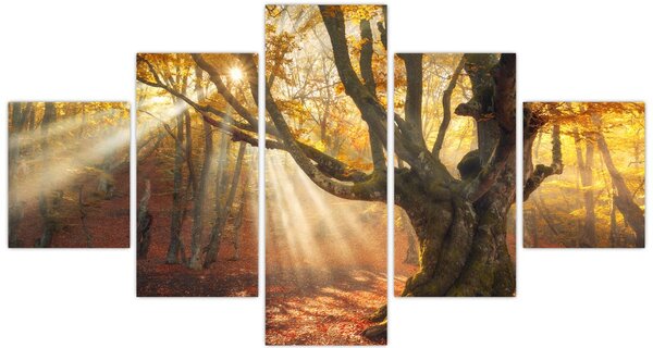 Obraz - Jesienny świt (125x70 cm)