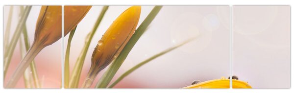 Obraz - Wiosenne kwiaty (170x50 cm)