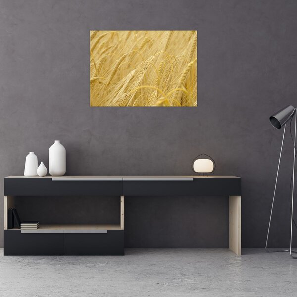 Obraz - Jęczmień (70x50 cm)