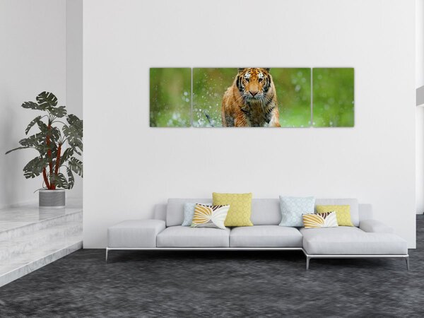 Obraz - Biegnący tygrys (170x50 cm)
