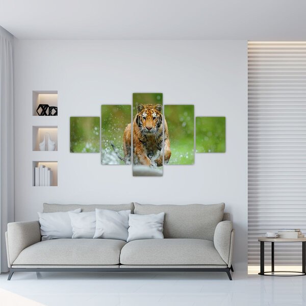 Obraz - Biegnący tygrys (125x70 cm)