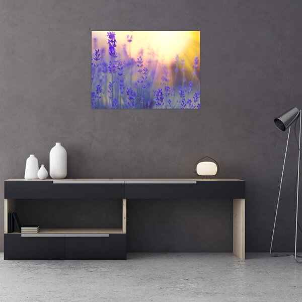 Obraz - Lawenda (70x50 cm)