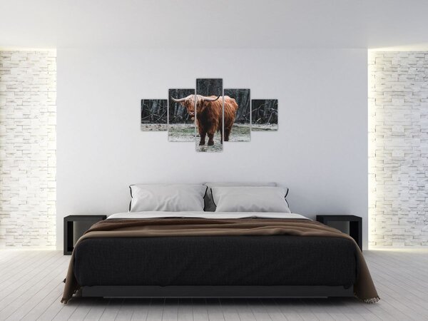 Obraz - Szkocka krowa 2 (125x70 cm)