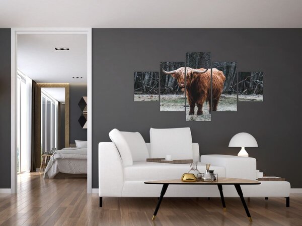 Obraz - Szkocka krowa 2 (125x70 cm)