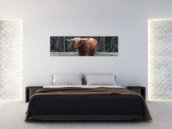 Obraz - Szkocka krowa 2 (170x50 cm)
