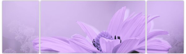 Obraz - Fioletowy kwiat (170x50 cm)