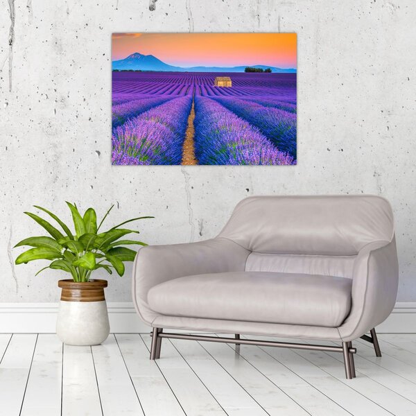 Obraz - Lewndowe pole (70x50 cm)