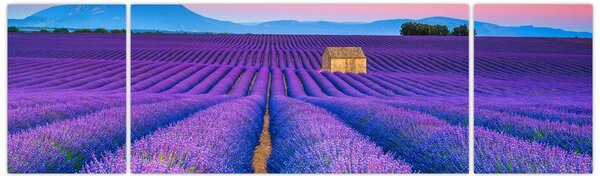 Obraz - Lewndowe pole (170x50 cm)