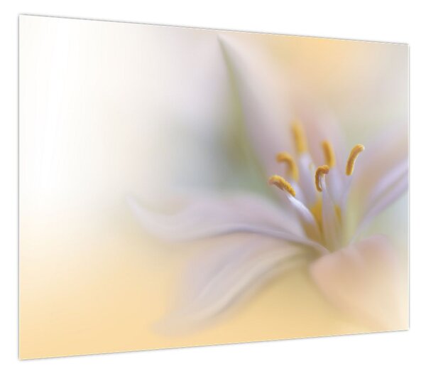 Obraz - Delikatny kwiat (70x50 cm)