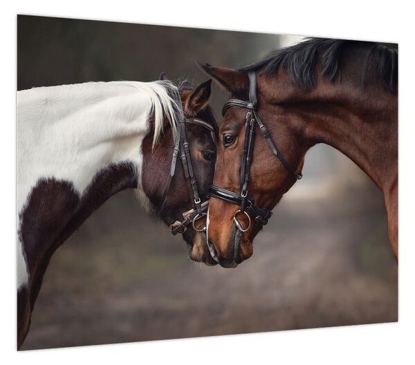 Obraz - Zakochane konie (70x50 cm)