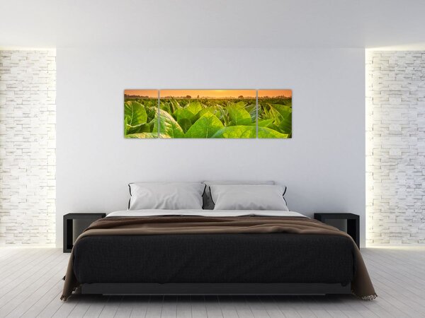 Obraz - Pole (170x50 cm)