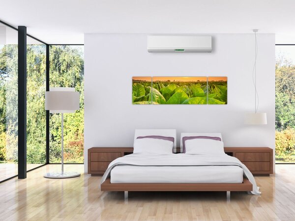 Obraz - Pole (170x50 cm)