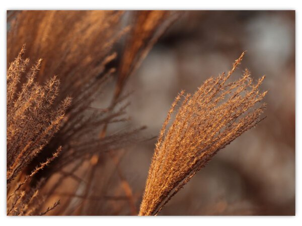Obraz - Kortaderia (70x50 cm)