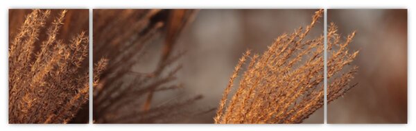 Obraz - Kortaderia (170x50 cm)
