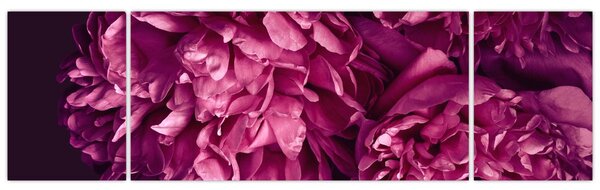 Obraz - Kwiaty piwonii (170x50 cm)