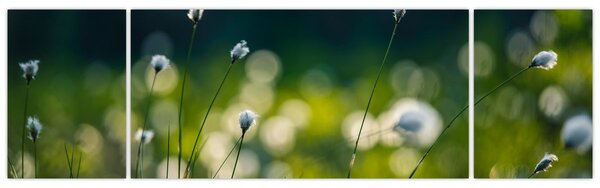 Obraz - Trawa (170x50 cm)