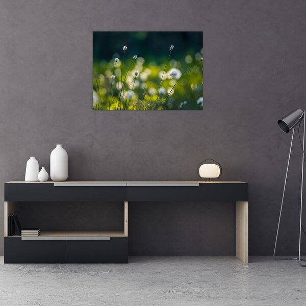 Obraz - Trawa (70x50 cm)