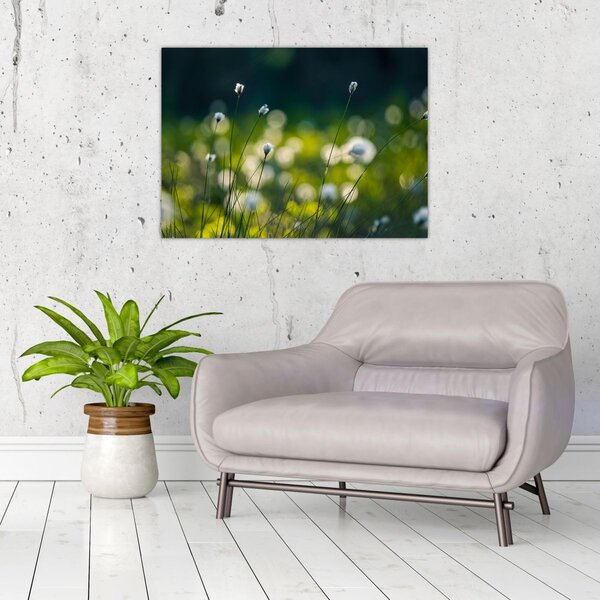 Obraz - Trawa (70x50 cm)