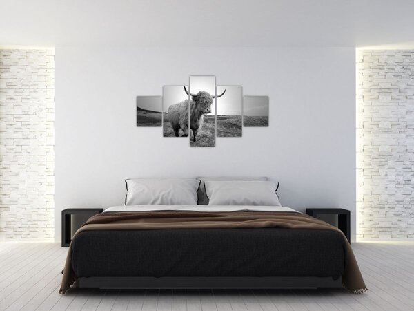 Obraz - Szkocka krowa, czarno - biały (125x70 cm)