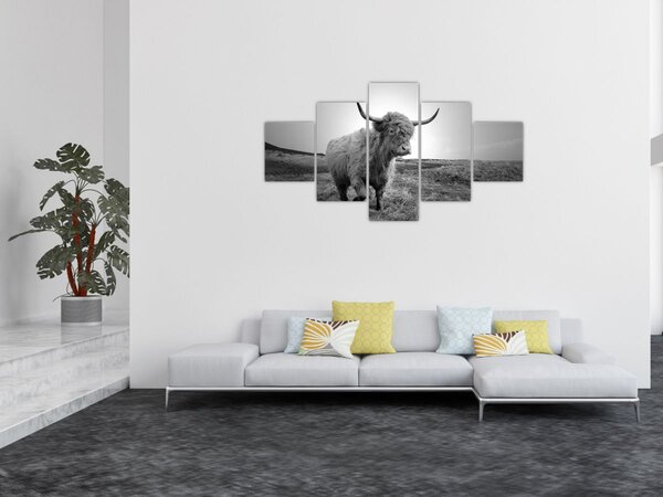 Obraz - Szkocka krowa, czarno - biały (125x70 cm)
