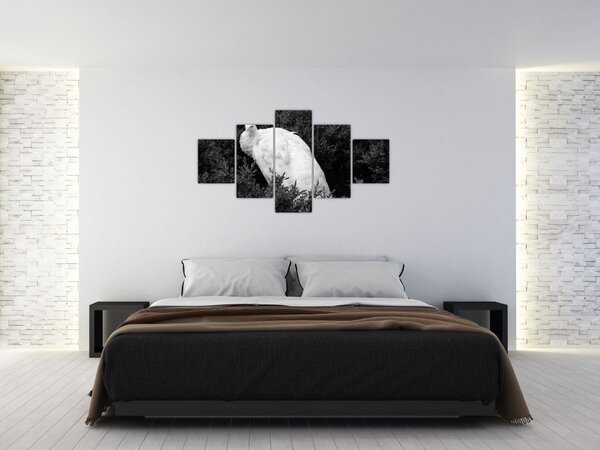 Obraz - Paw, czarno - biały (125x70 cm)