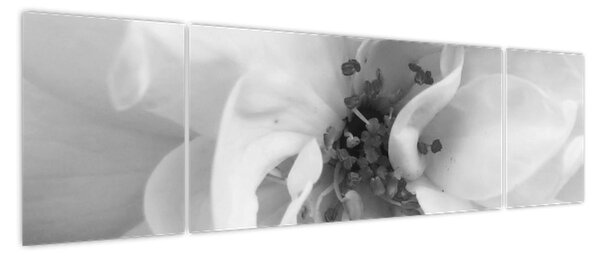 Obraz - Kwiat, czarno - biały (170x50 cm)