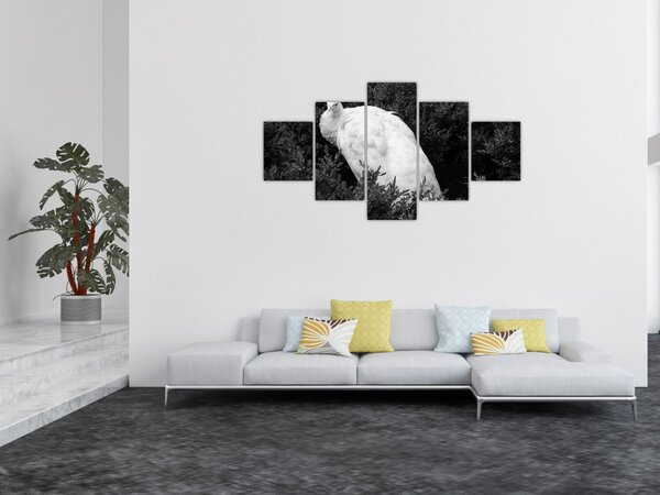 Obraz - Paw, czarno - biały (125x70 cm)