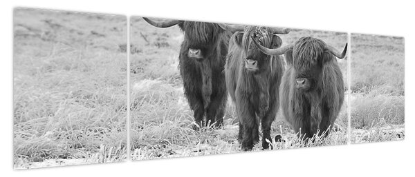 Obraz - Szkockie krowy, czarno - biały (170x50 cm)