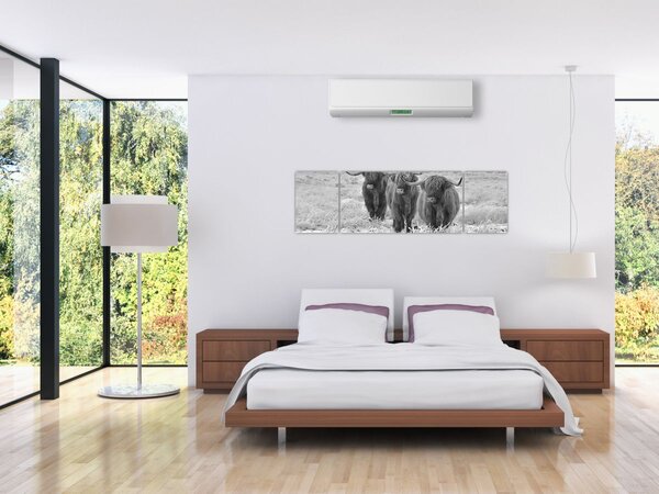Obraz - Szkockie krowy, czarno - biały (170x50 cm)