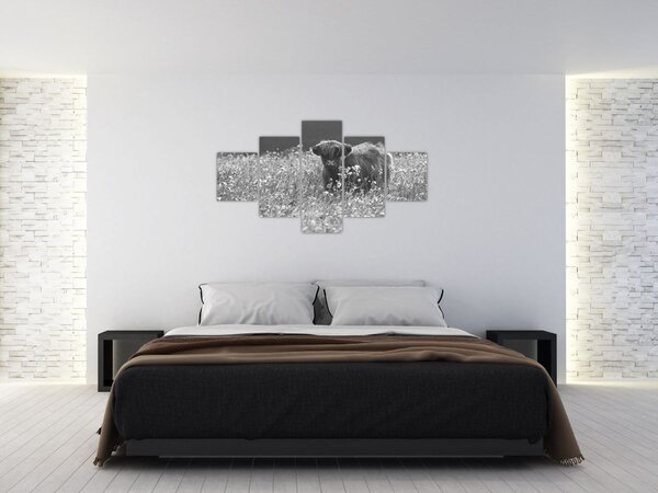 Obraz - Szkocka krowa 5, czarno - biały (125x70 cm)