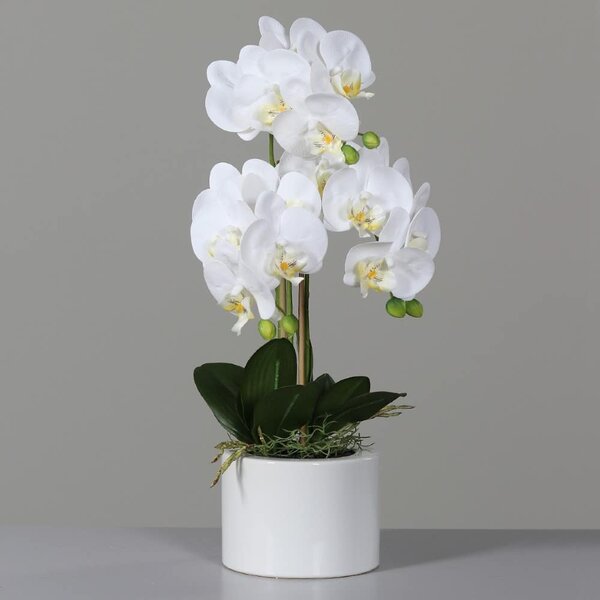 Orchidea w Doniczce 55 cm