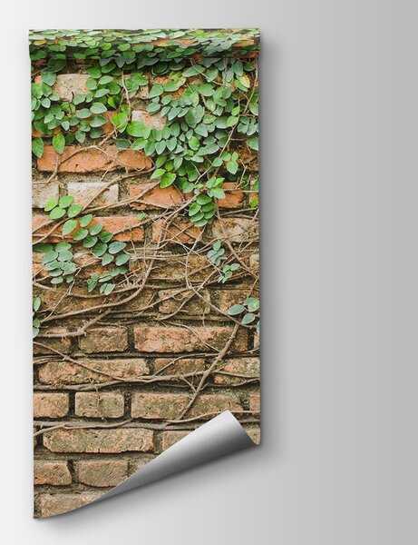 Fototapeta Ceglana ściana porośnięta bluszczem, Fototapety Beton, Popularne Fototapety, u53037 - Tapeko.pl