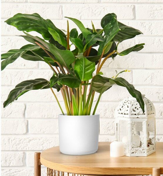 Gardenico Doniczka Lora biały, śr. 30 cm, śred. 30 cm