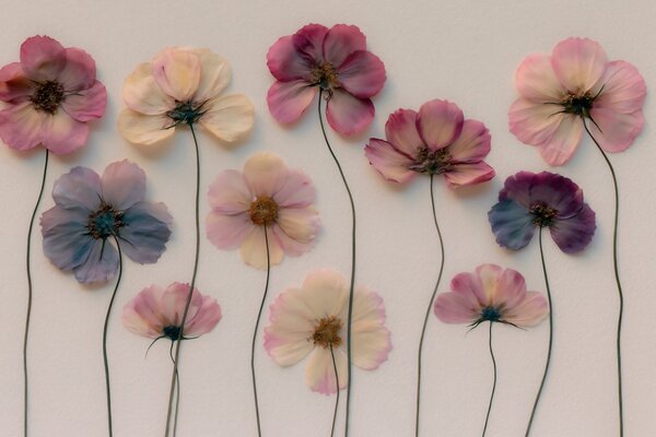 Fototapety Kompozycja herbarium z efektem wyciskanego kwiatu i trójwymiarową fakturą, Fototapety Kwiaty, w09911 : Uwalls.pl