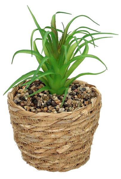Dekoracja Tree Aloe 20cm