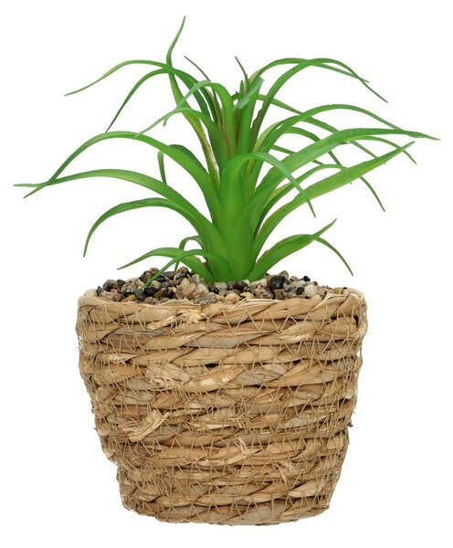 Dekoracja Tree Aloe 20cm