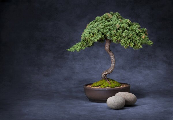 Fototapeta - Bonsai (196x136 cm)