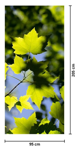 Fototapeta na drzwi - Liście klonu (95x205cm)