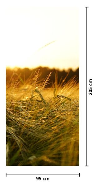 Fototapeta na drzwi - Rosa na trawie (95x205cm)