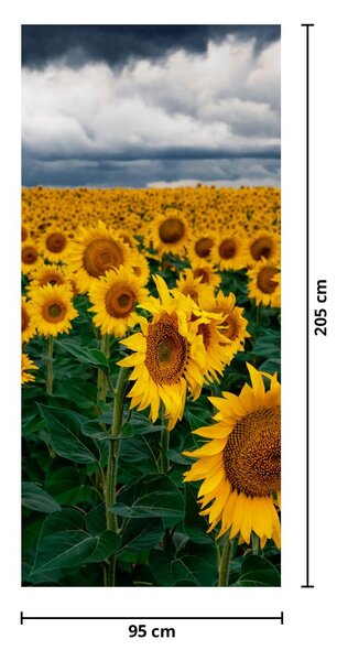 Fototapeta na drzwi - Pole słoneczników (95x205cm)